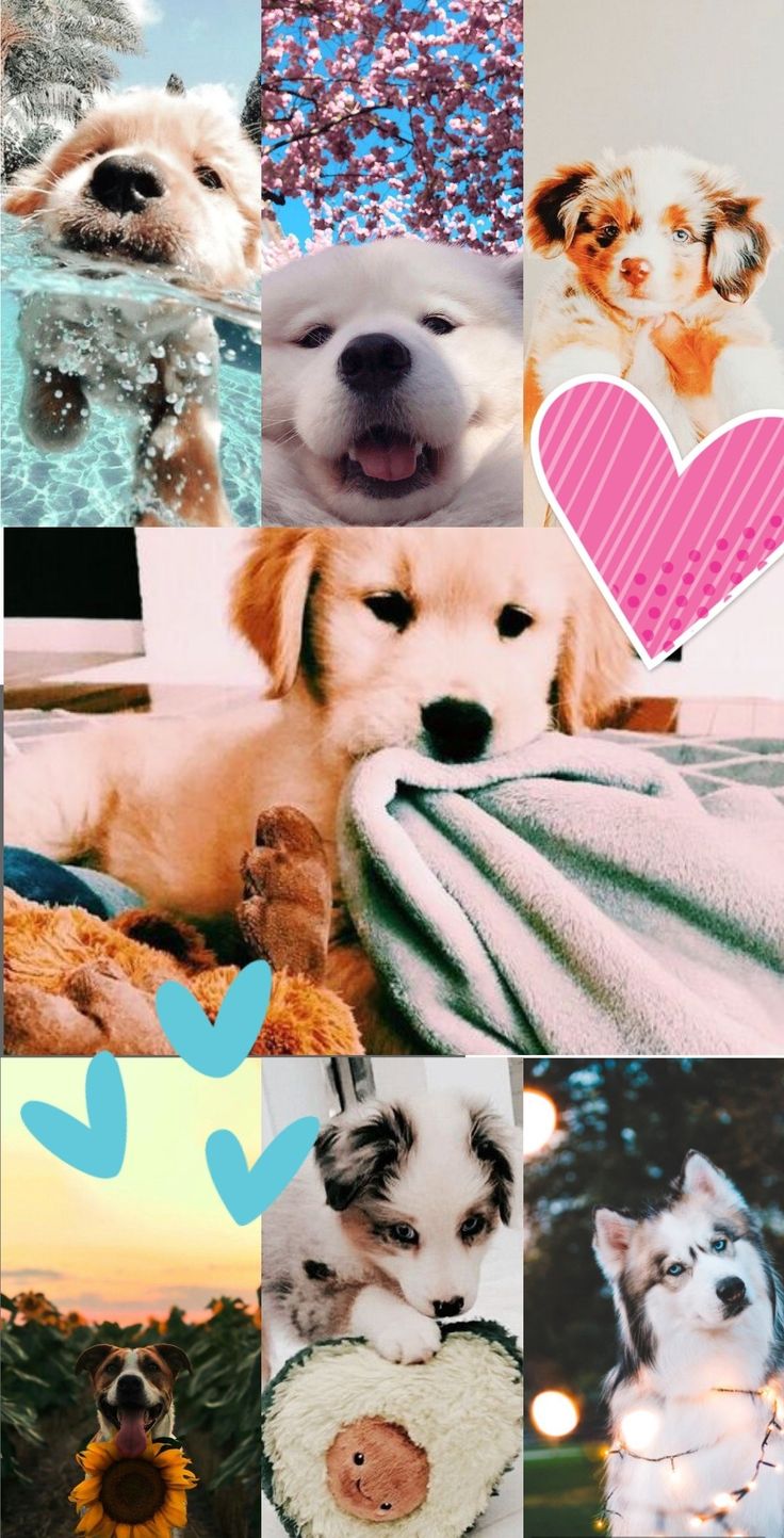 Dog Aesthetic Sunflower on Dog puppy collages HD phone wallpaper  Pxfuel