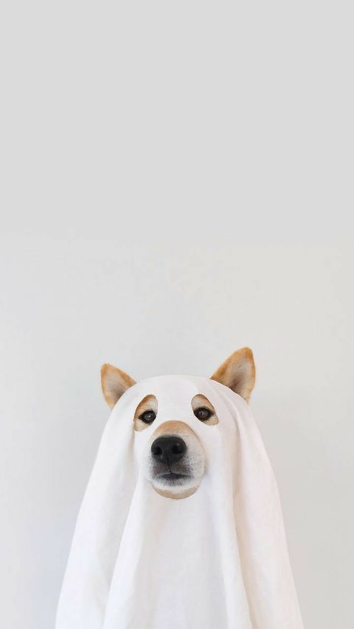 Dog Wallpaper #wallpaperdog #dogwallpaper #lovedogs. Dog wallpaper iphone, Dog wallpaper, Cute dog wallpaper