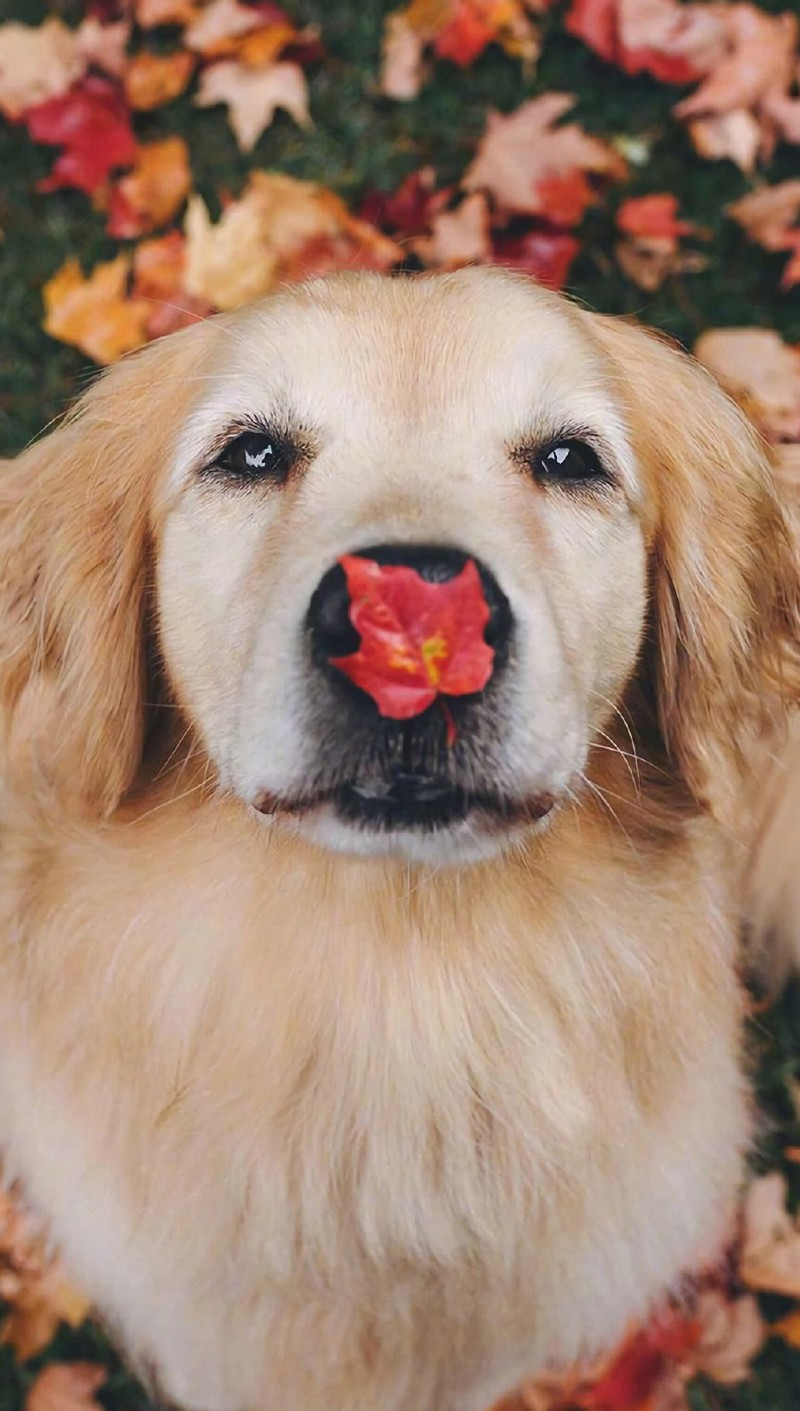 Cute Dog Phone Wallpaper. Fall dog photo, Fall dog picture, Cute fluffy dogs