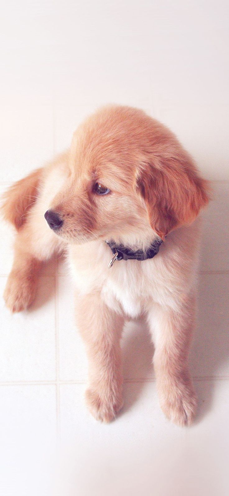 Cute Aesthetic Dog Wallpaper. ペット, 動物