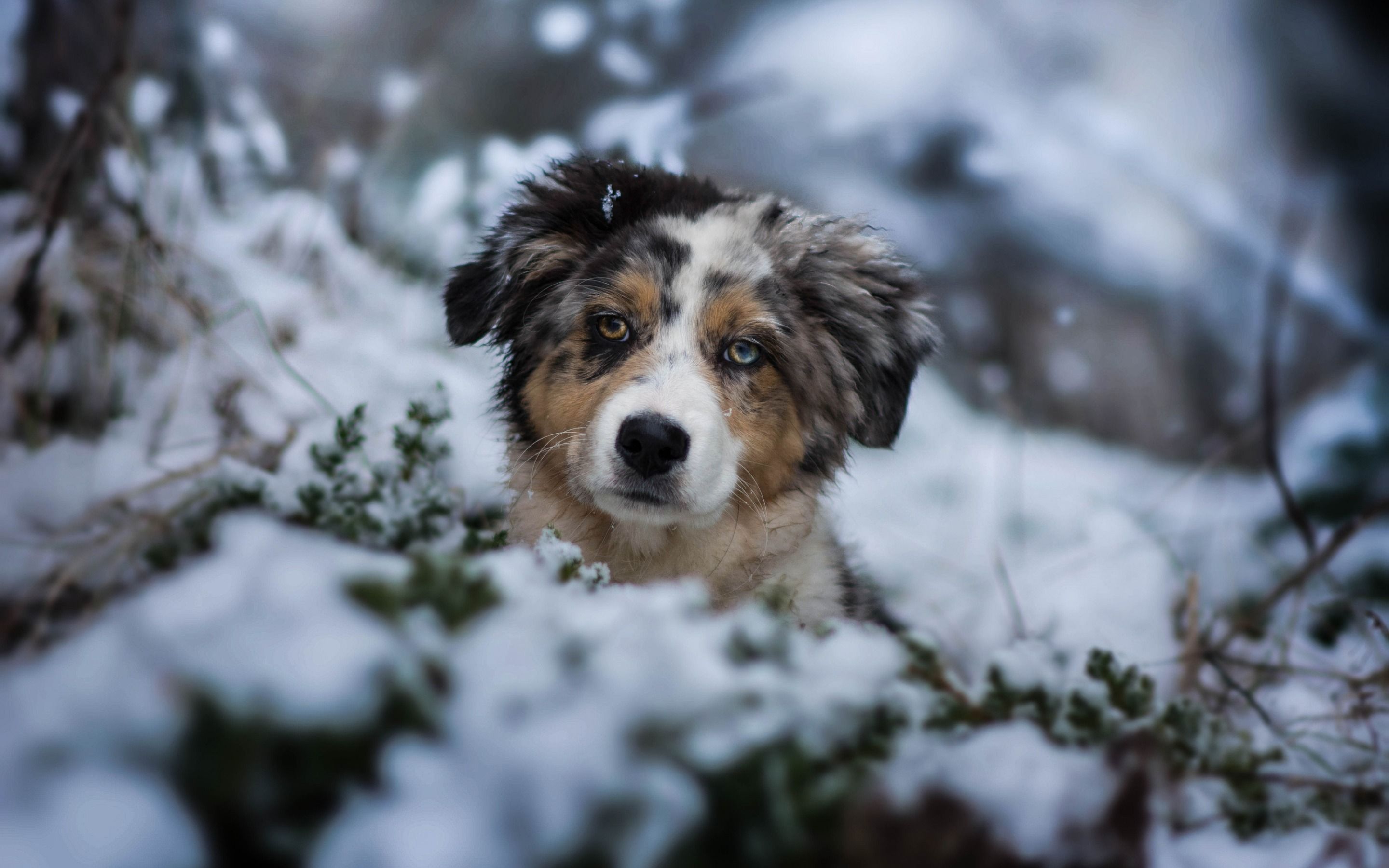 Cute Winter Puppy Wallpaper