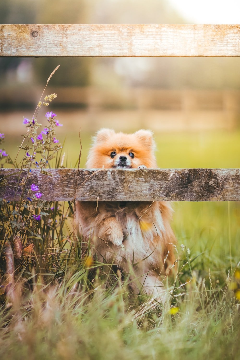 Pomeranian Picture [HD]. Download Free Image