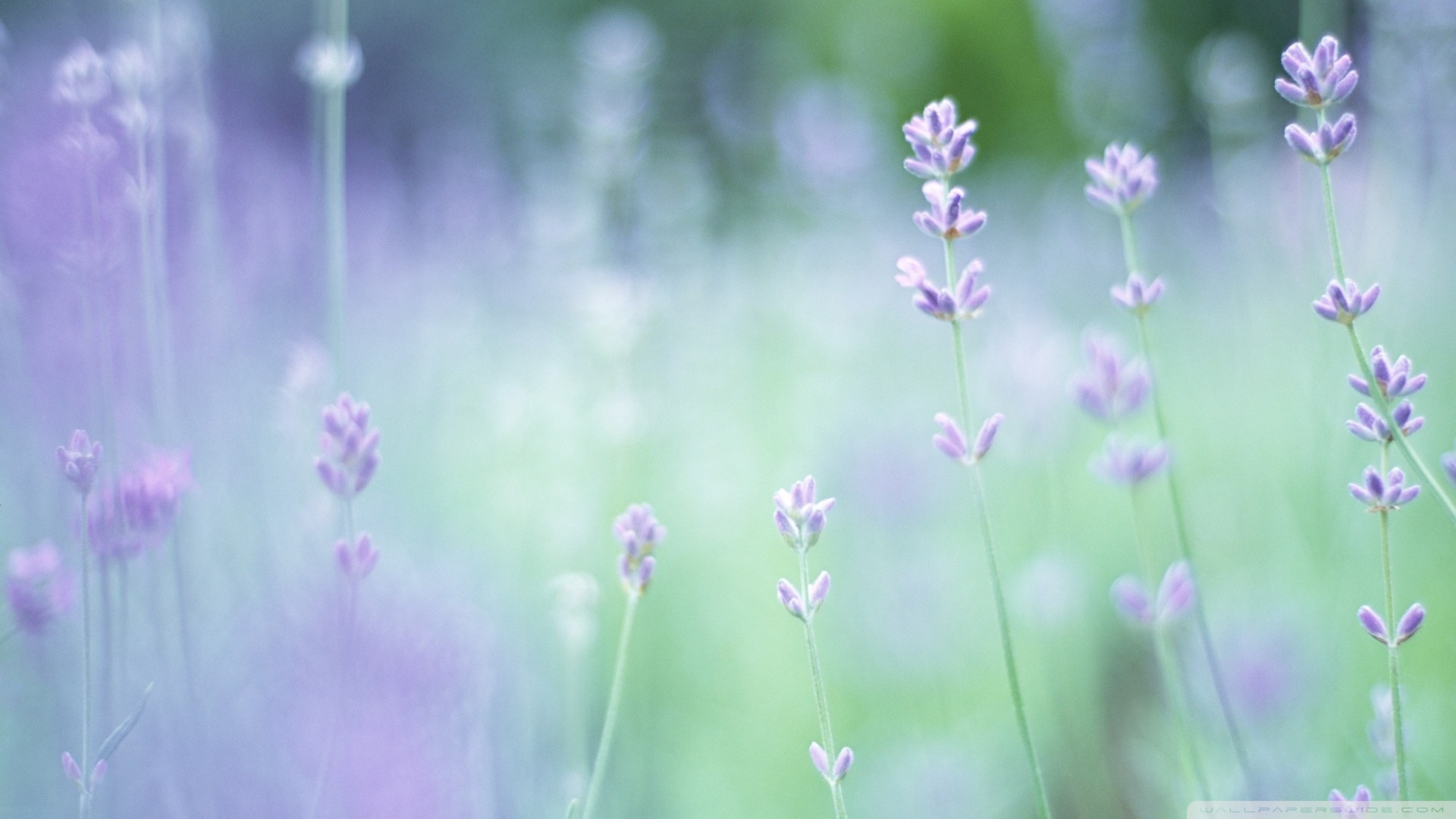Free download Soft Focus Small Purple Flowers Wallpaper 1920x1080 Soft Focus Small [1920x1080] for your Desktop, Mobile & Tablet. Explore Soft Wallpaper. Soft Pink Wallpaper, Microsoft Wallpaper, ADM Wallpaper Soft 365