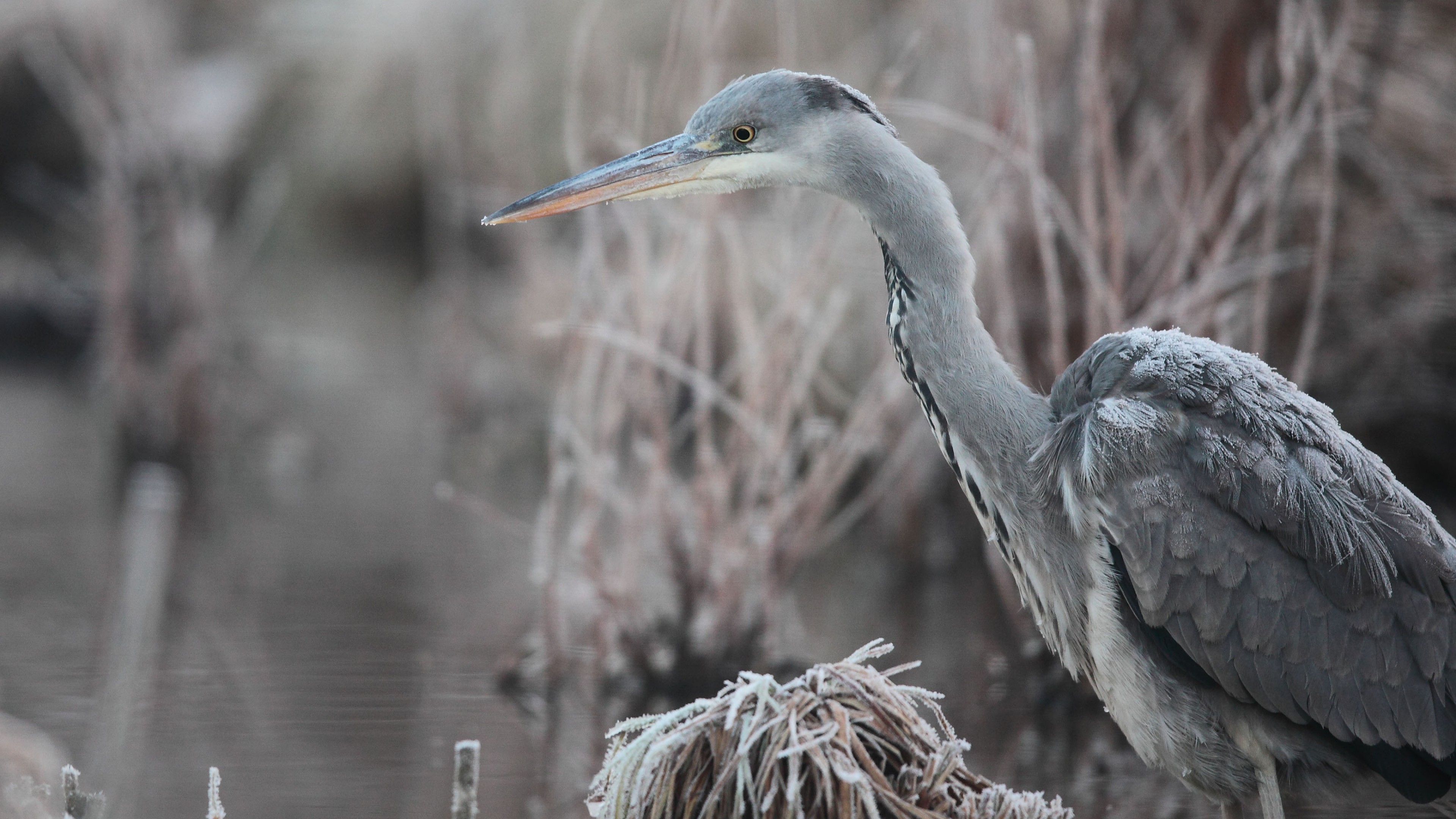 Wallpaper Bird, 5k, 4k wallpaper, Hungary, Eastern Europe, grey, heron, pond, frost, Wildlife, OS