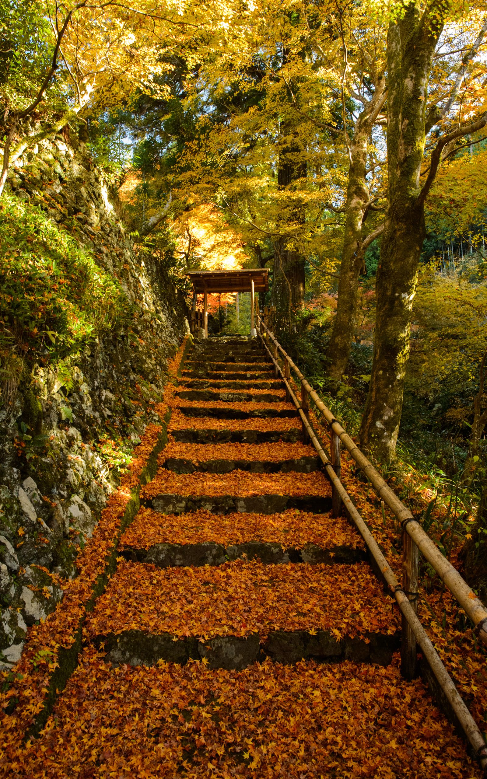 Autumn path. Beautiful nature wallpaper, Beautiful forest, Beautiful nature