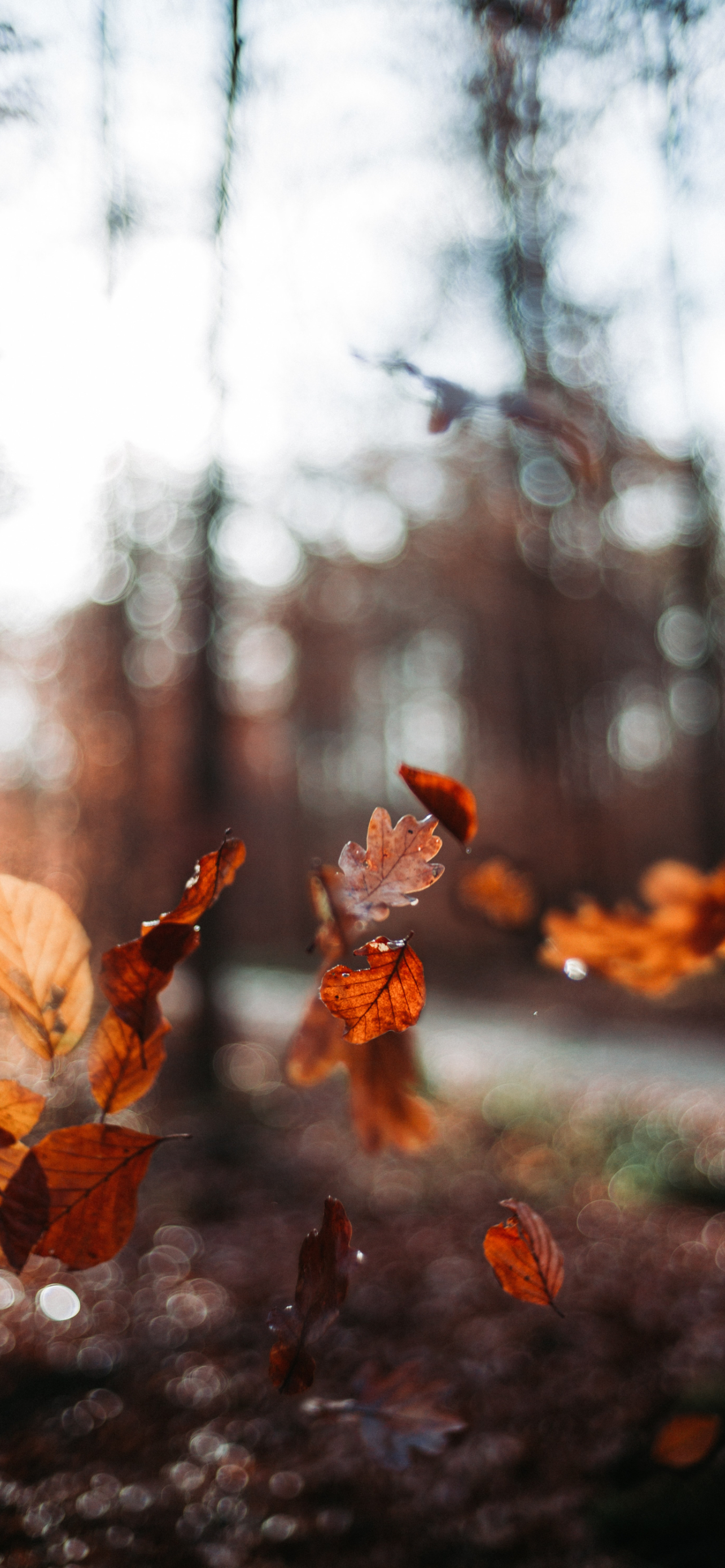 Colorful autumn iPhone wallpaper pack