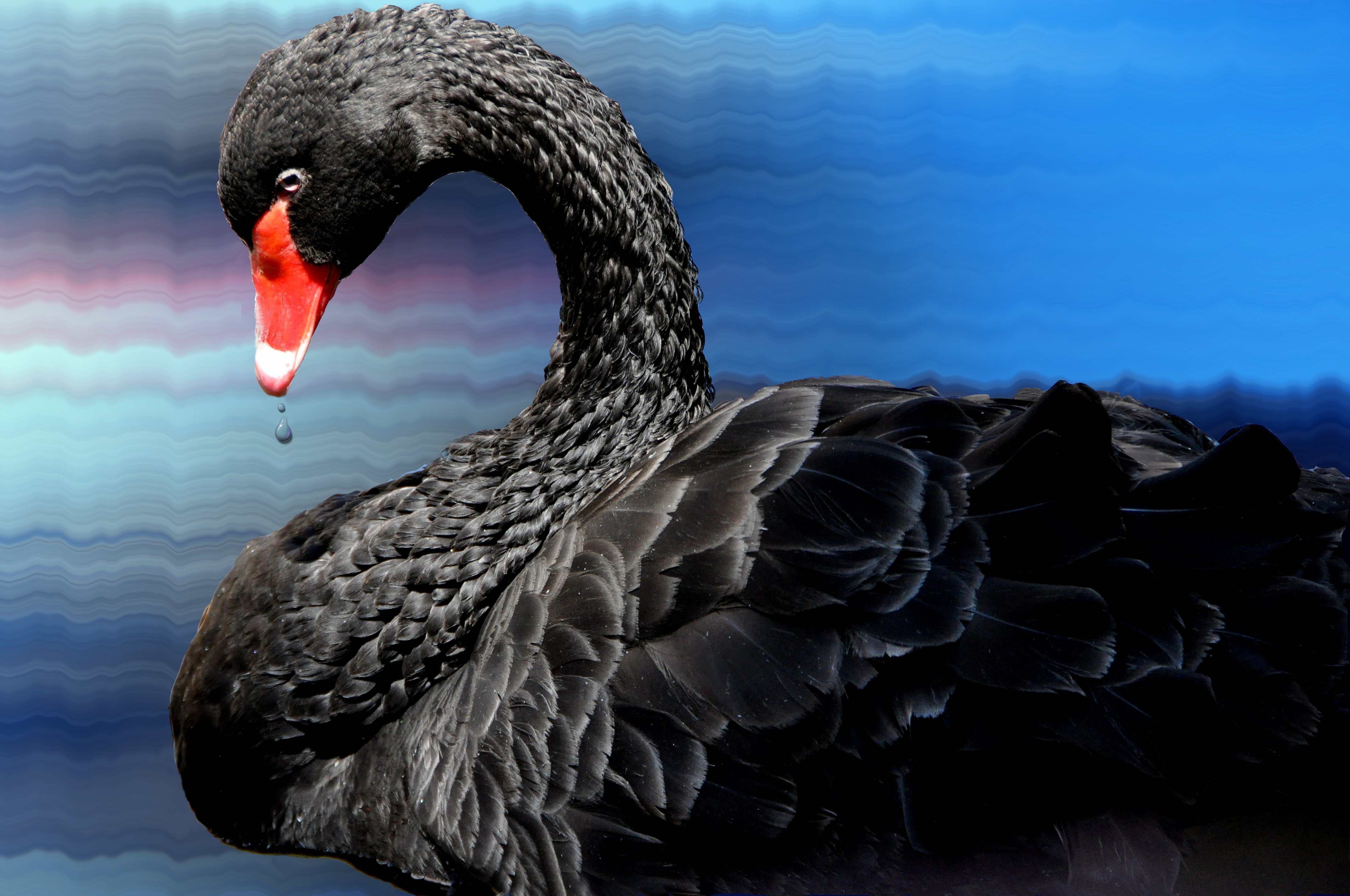 Animal Black Swan 4k Ultra HD Wallpaper