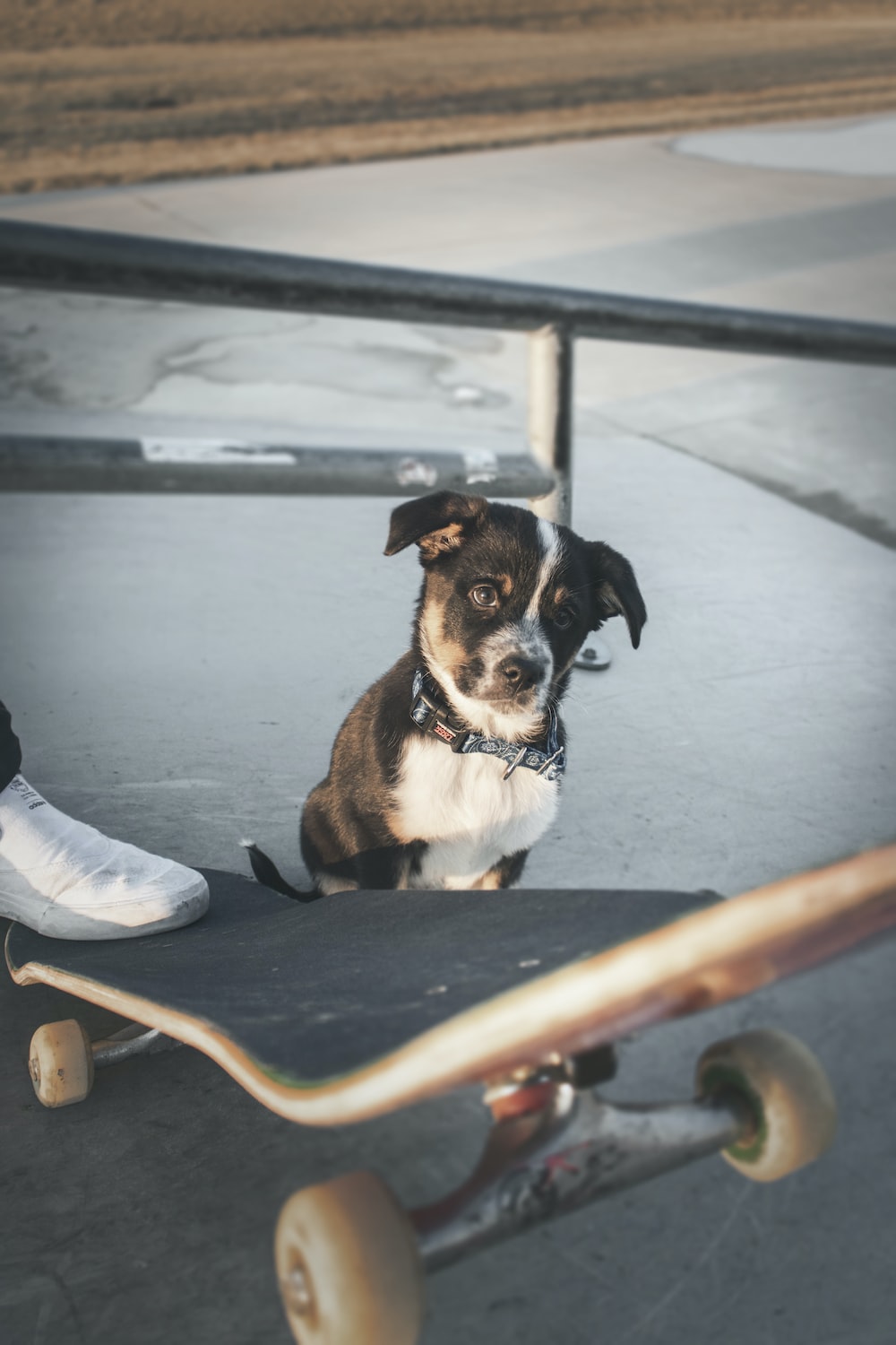 Short Coated Black And White Dog At Skate Park Photo