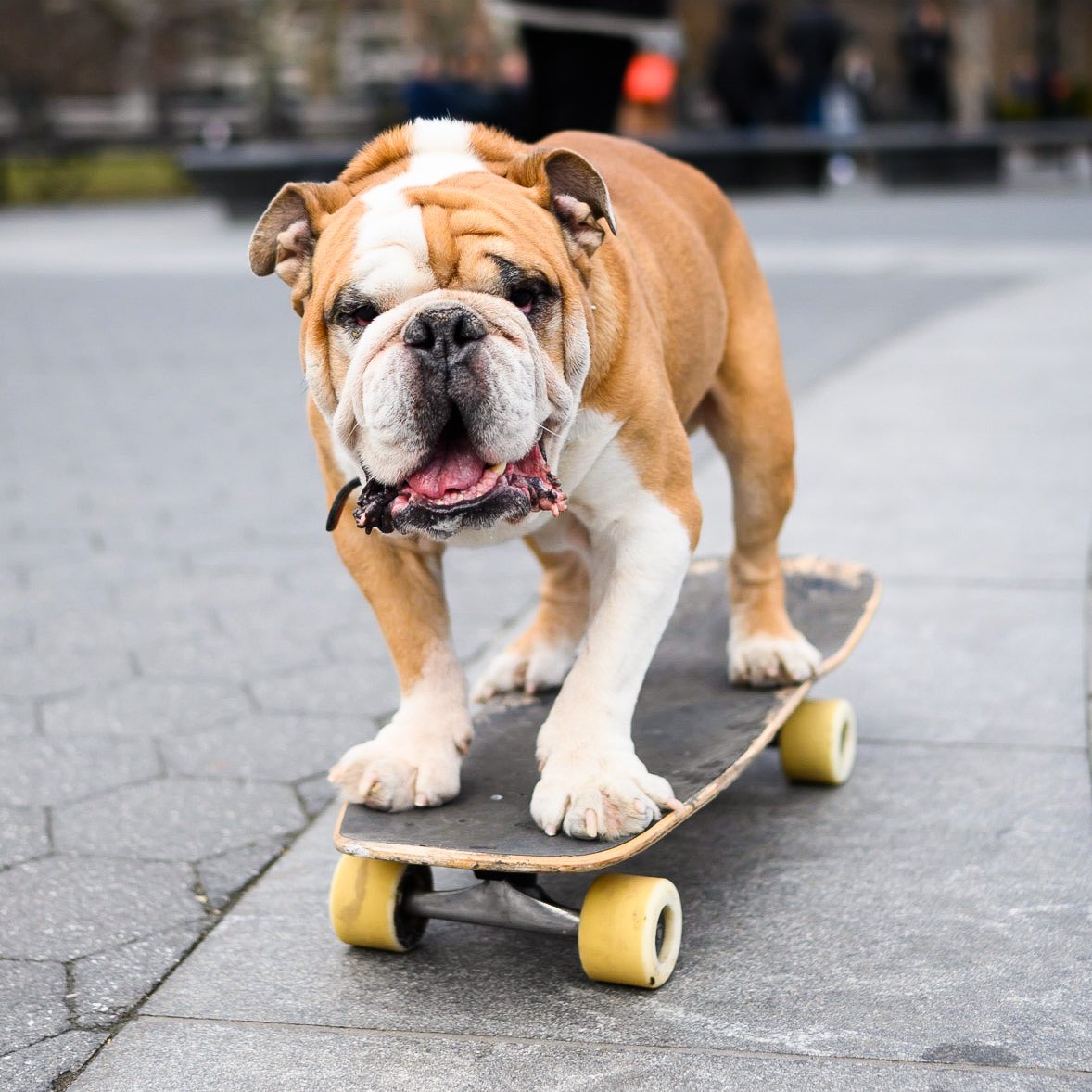 Skateboarding Dog