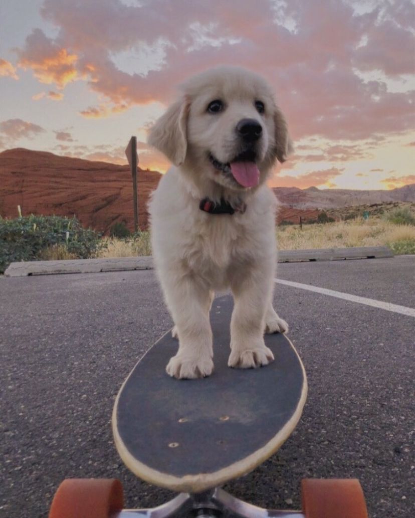 Skateboarding Dog Wallpapers - Wallpaper Cave