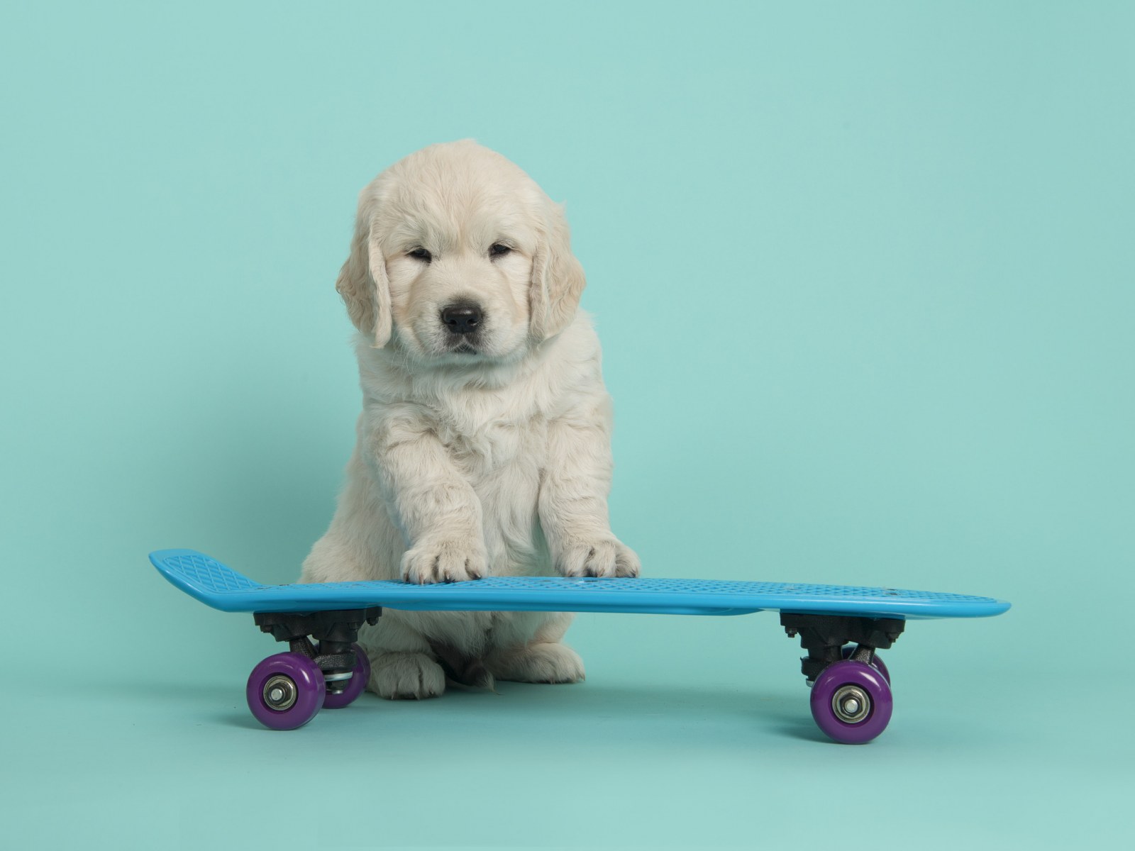 Video of Labrador Trying To Skateboard Takes Internet