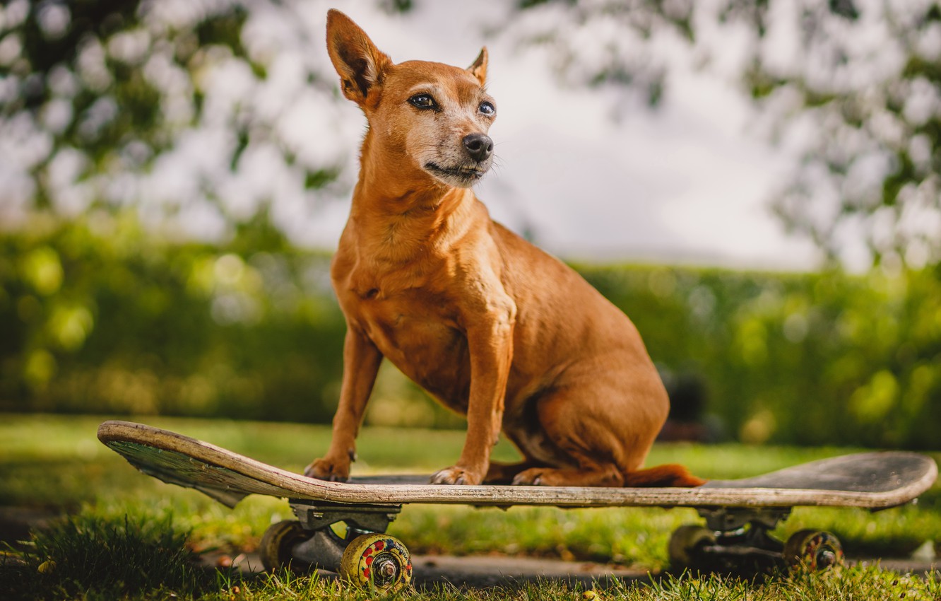 Skateboarding Dog Wallpapers - Wallpaper Cave