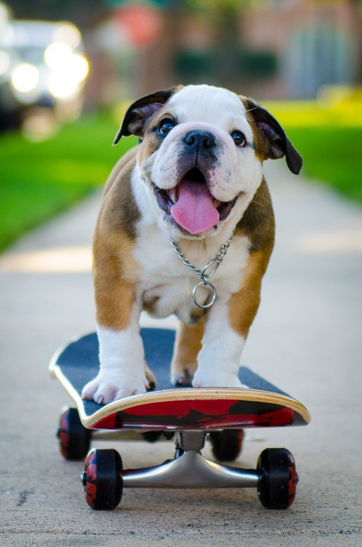 Chillin' on my skateboard! Engllish Bulldog puppy. Bulldog skateboard, Puppies, Bulldog puppies