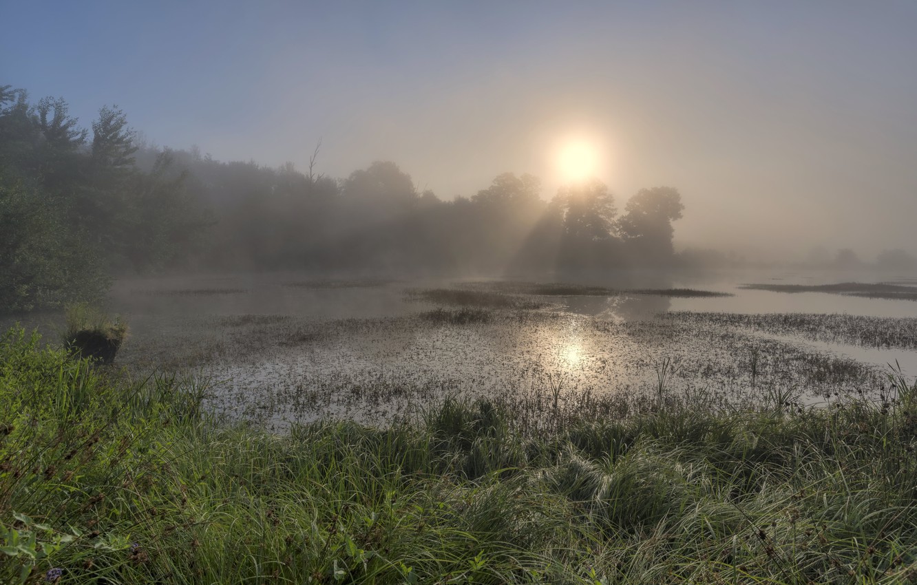 Wallpaper forest, summer, grass, the sun, light, fog, lake, dawn, shore, swamp, morning, early, pond image for desktop, section пейзажи
