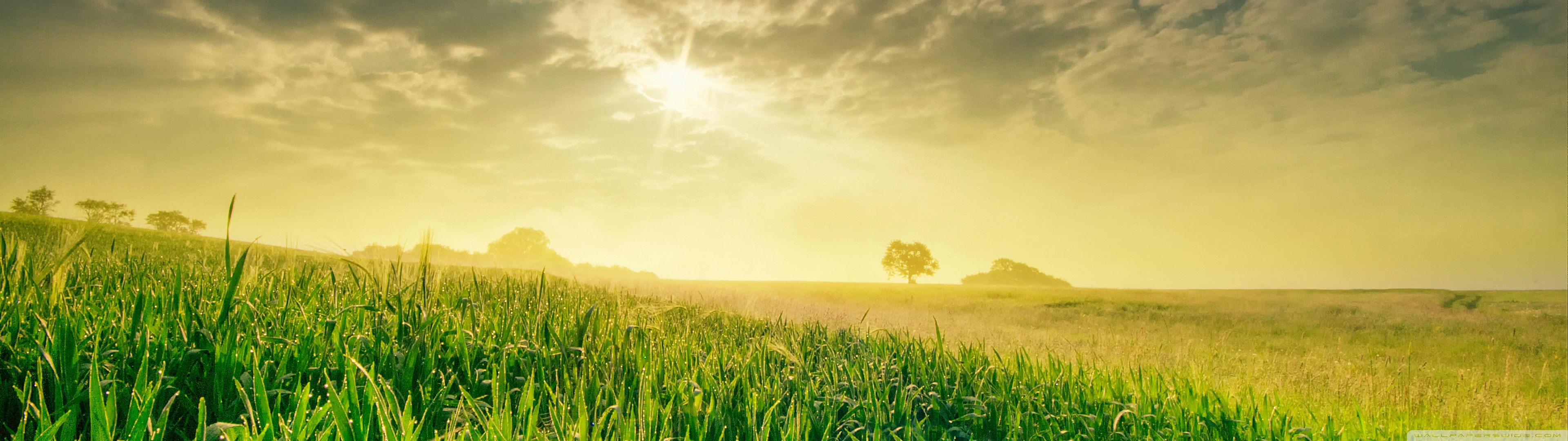 Summer Field In The Morning Ultra HD Desktop Background Wallpaper for 4K UHD TV, Multi Display, Dual Monitor, Tablet