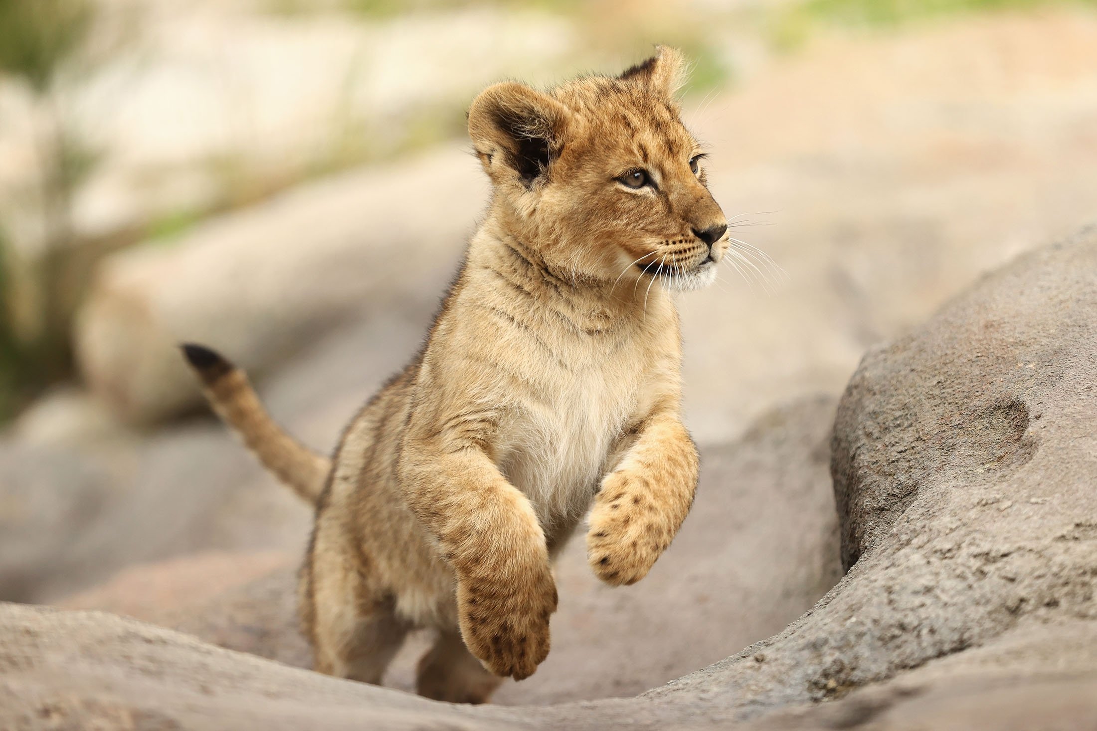 Photoshoot of the cute kind: Lion cubs make debut in Australian Zoo