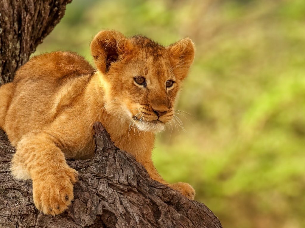 Download lion cub, cute, animal 1024x768 wallpaper, 1024x768 standard 4: fullscreen, 1024x768 HD image, background, 26350
