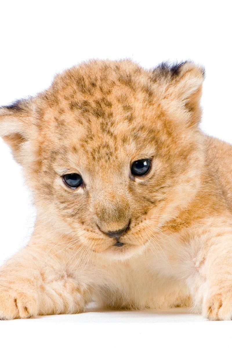 Cute Lion Cub Animal HD wallpaper in 800x1200 resolution