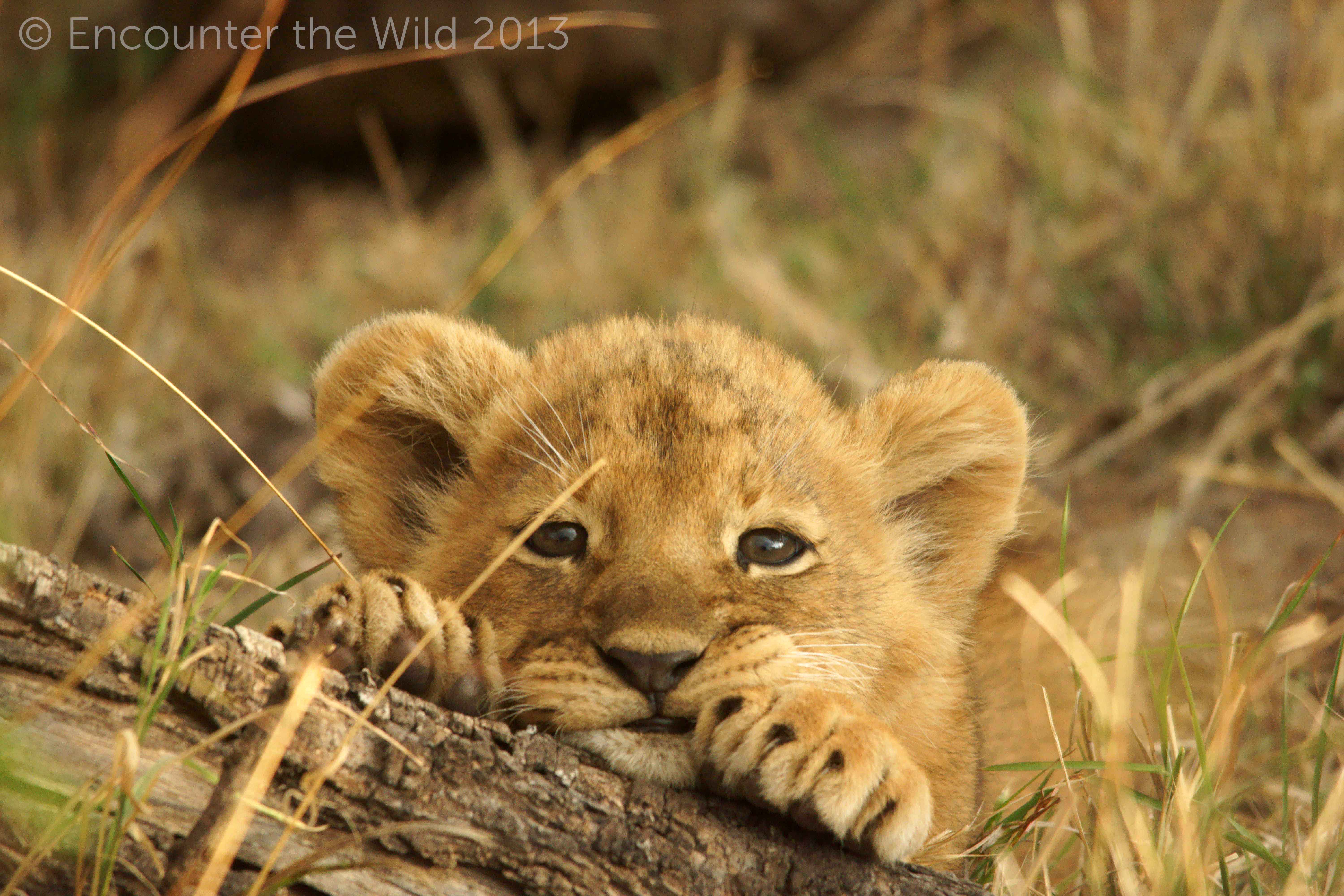 adorable lion cub cubs Photo