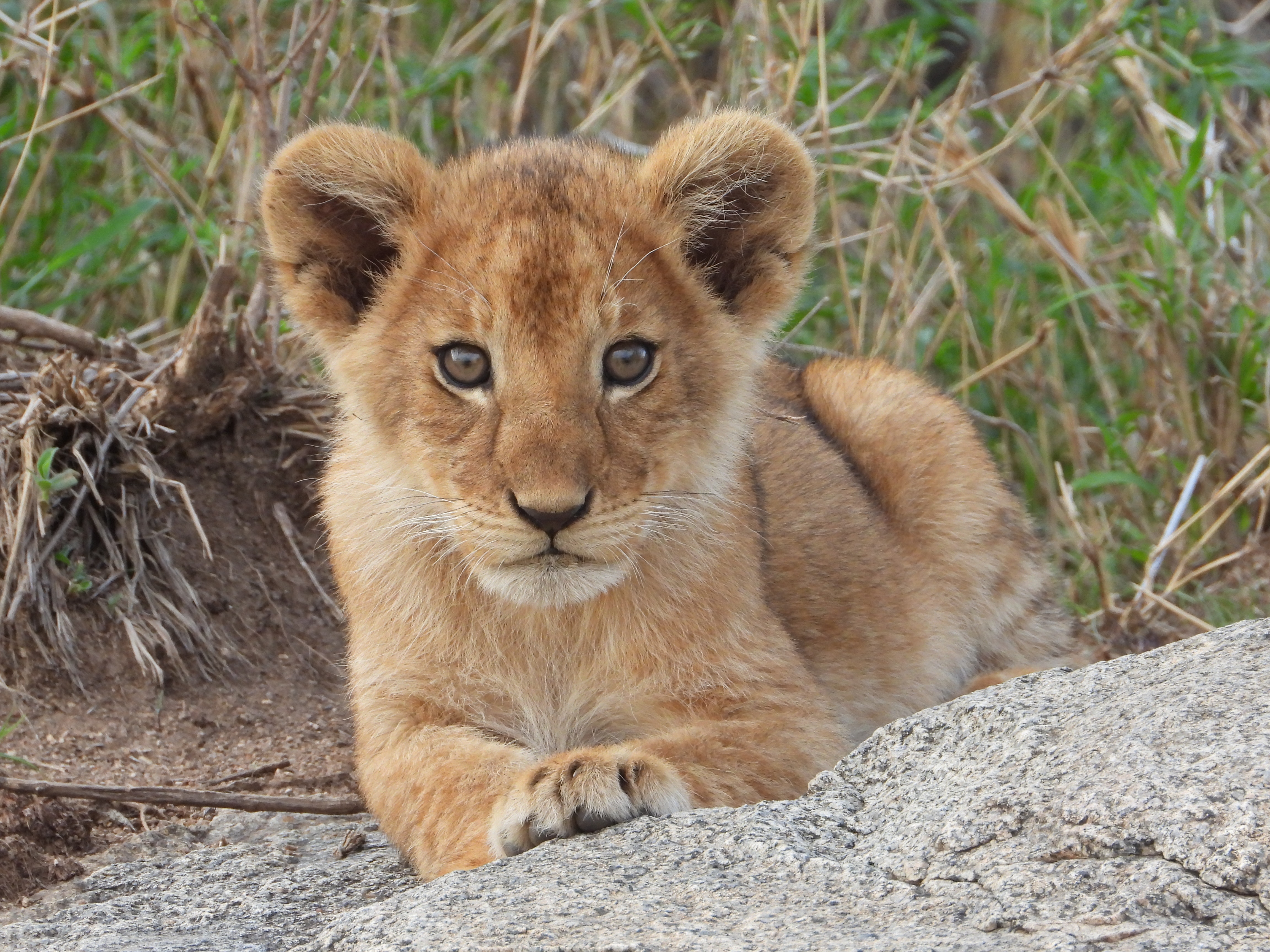 Lion Cubs Photo, Download Free Lion Cubs & HD Image
