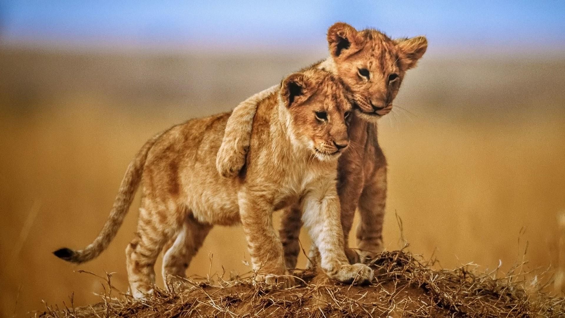 Cute lion cubs