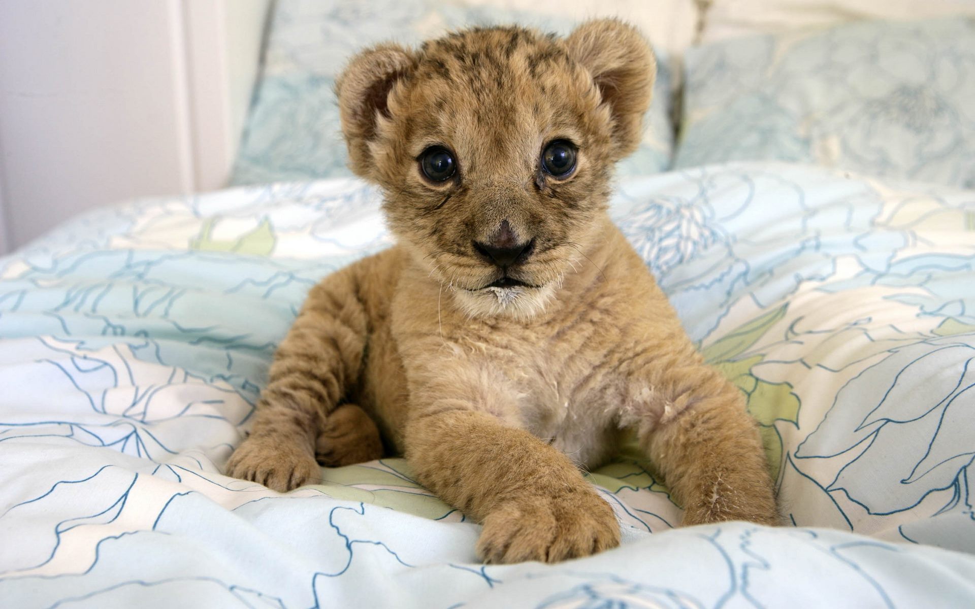 Cute Lion Cub HD Wallpaper