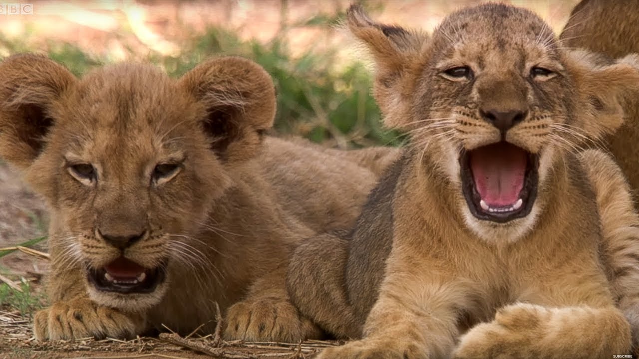 Lion Cubs you need to know (Info, Facts Image)