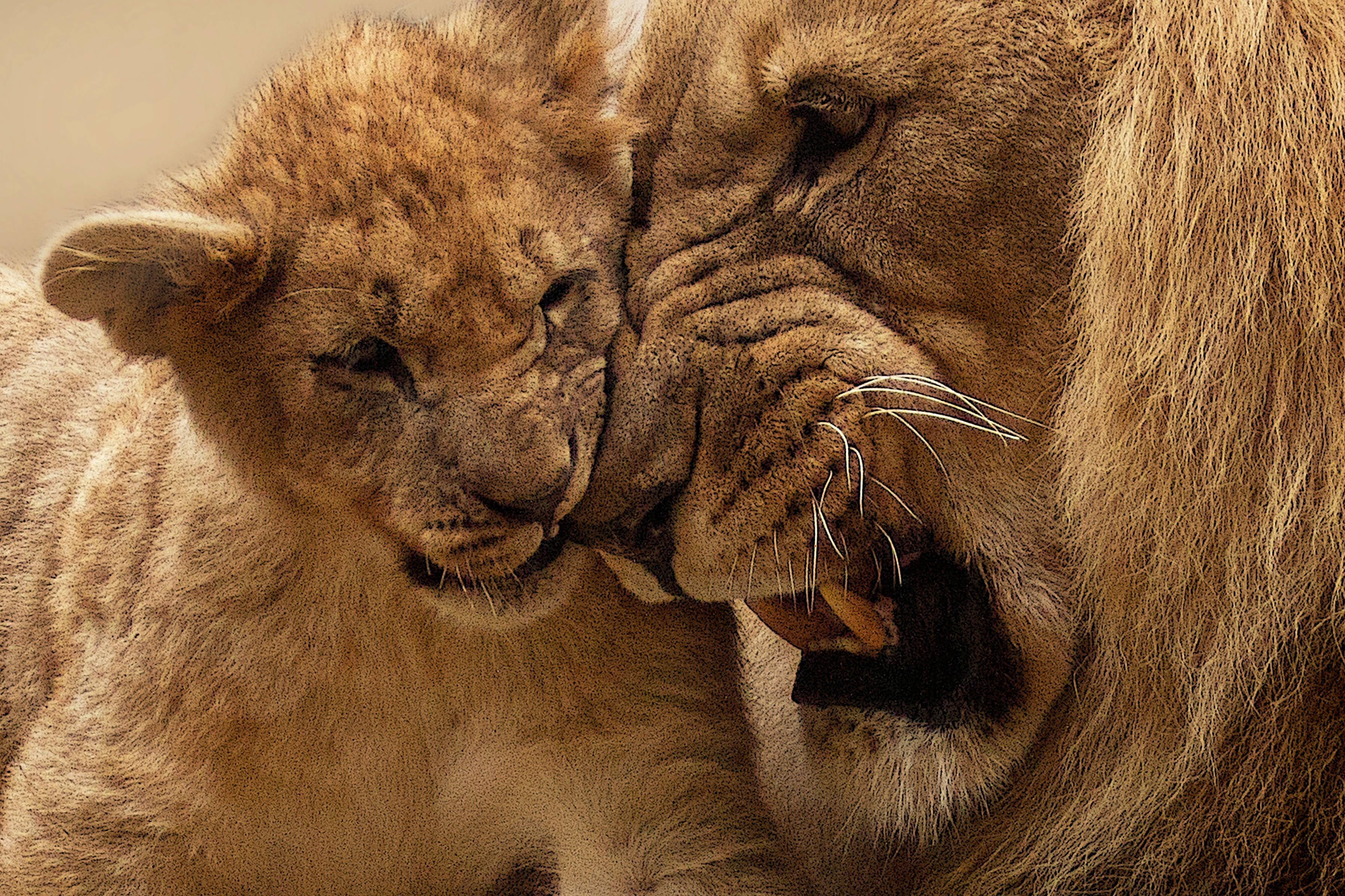 Adult Lion Playing With Lion Cub · Free