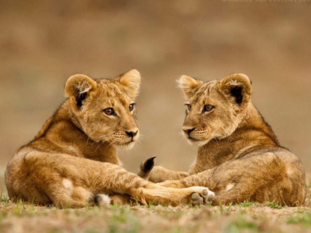 Lion and Cub Wallpaper Free Lion and Cub Background