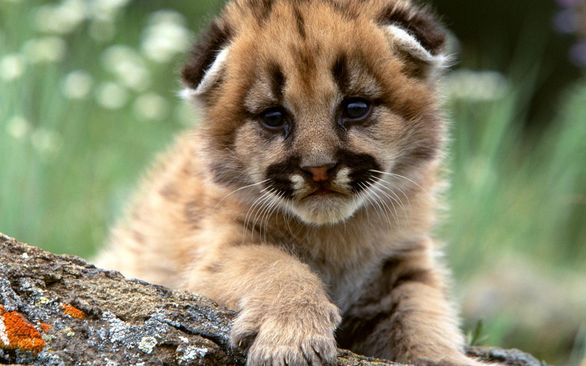 Cute Lion Cub