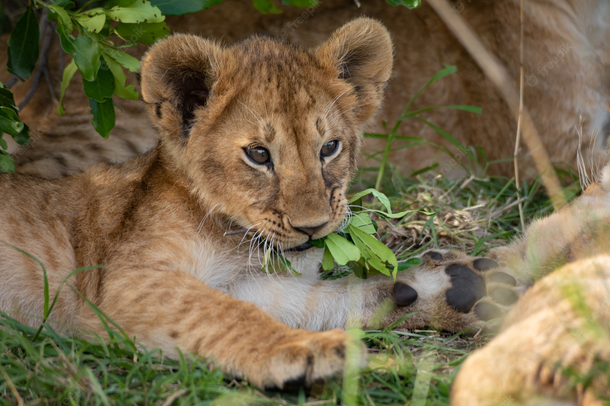 Premium Photo. Cute lion cub