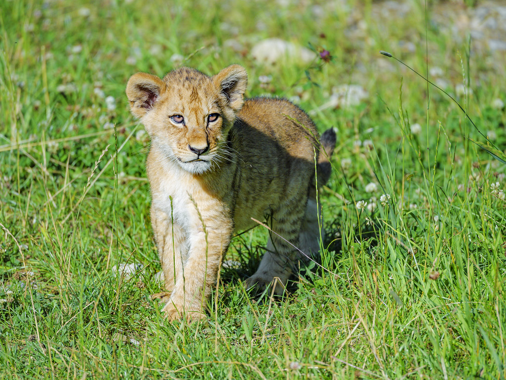 Cute lion cub posing. One of the two lion cubs of the Walte