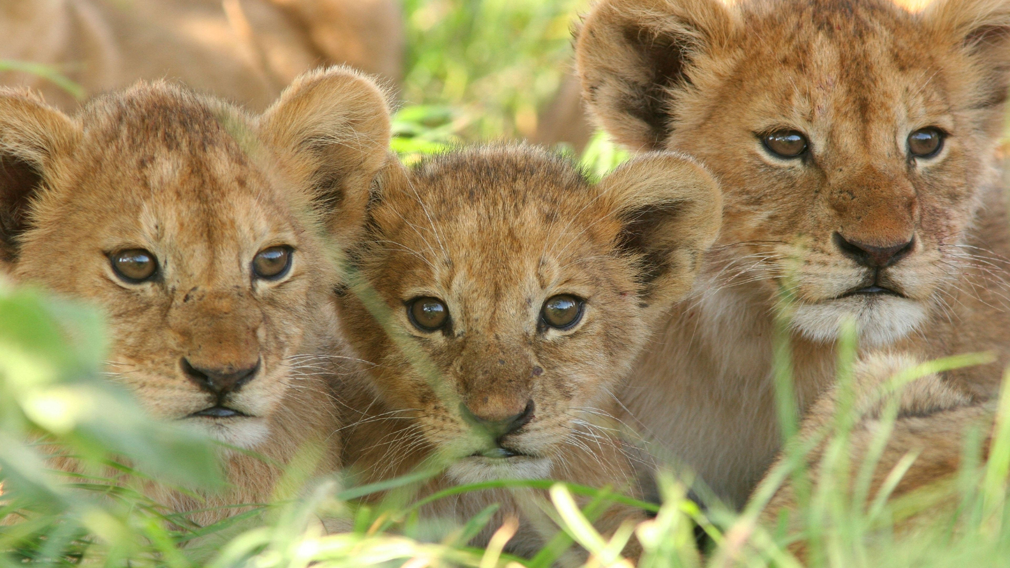 Download Three Lion Cubs Wallpaper