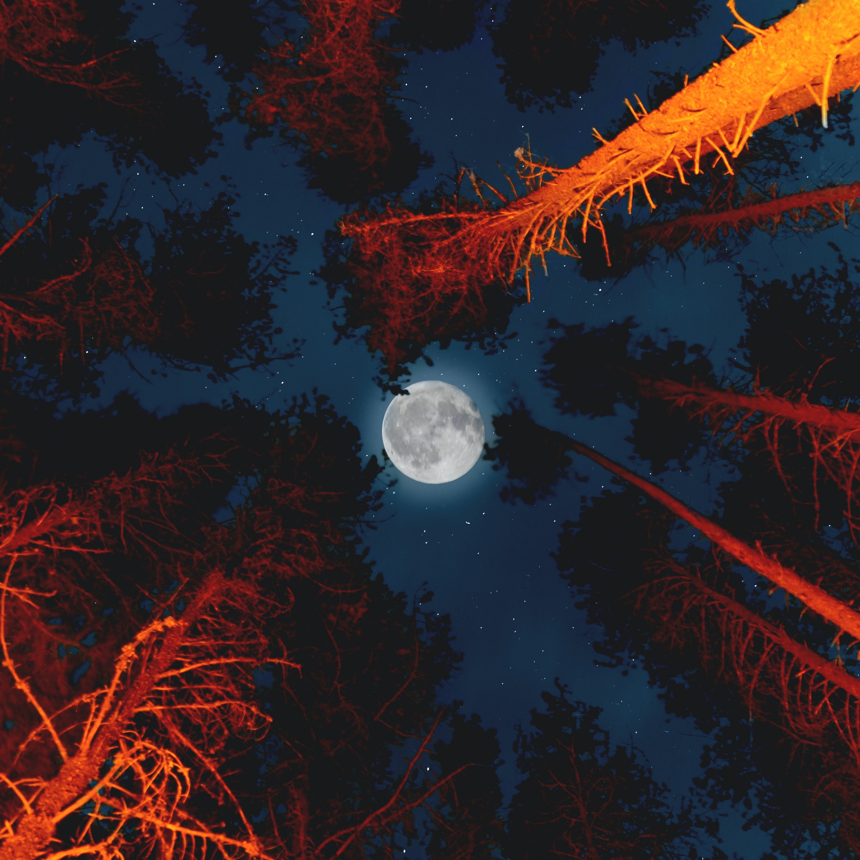 Full moon Wallpaper 4K, Trees, Sky view, Night, Nature