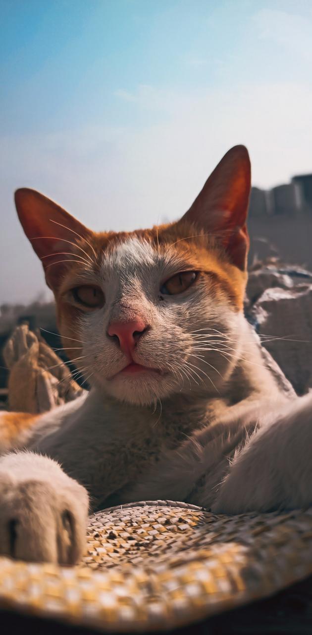 Cat Selfie wallpaper