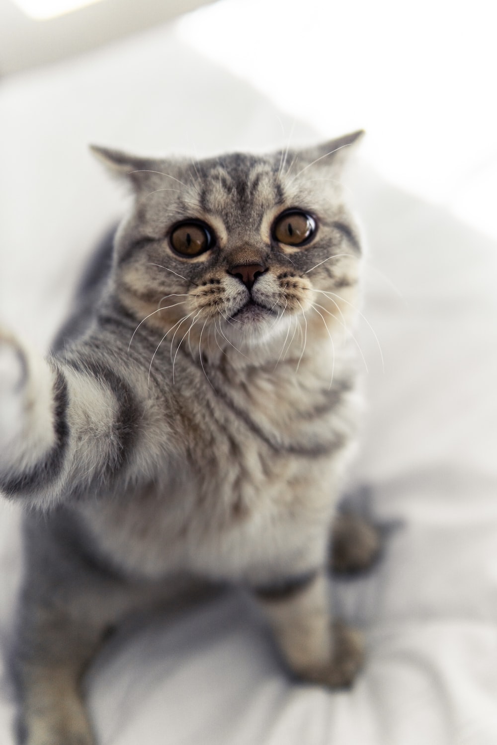 Cat Selfie Picture. Download Free Image