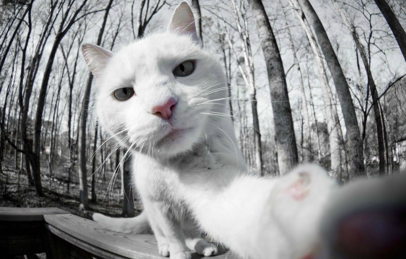 Wallpaper white, cat, photo, white, cat, selfie, on camera image for desktop, section кошки