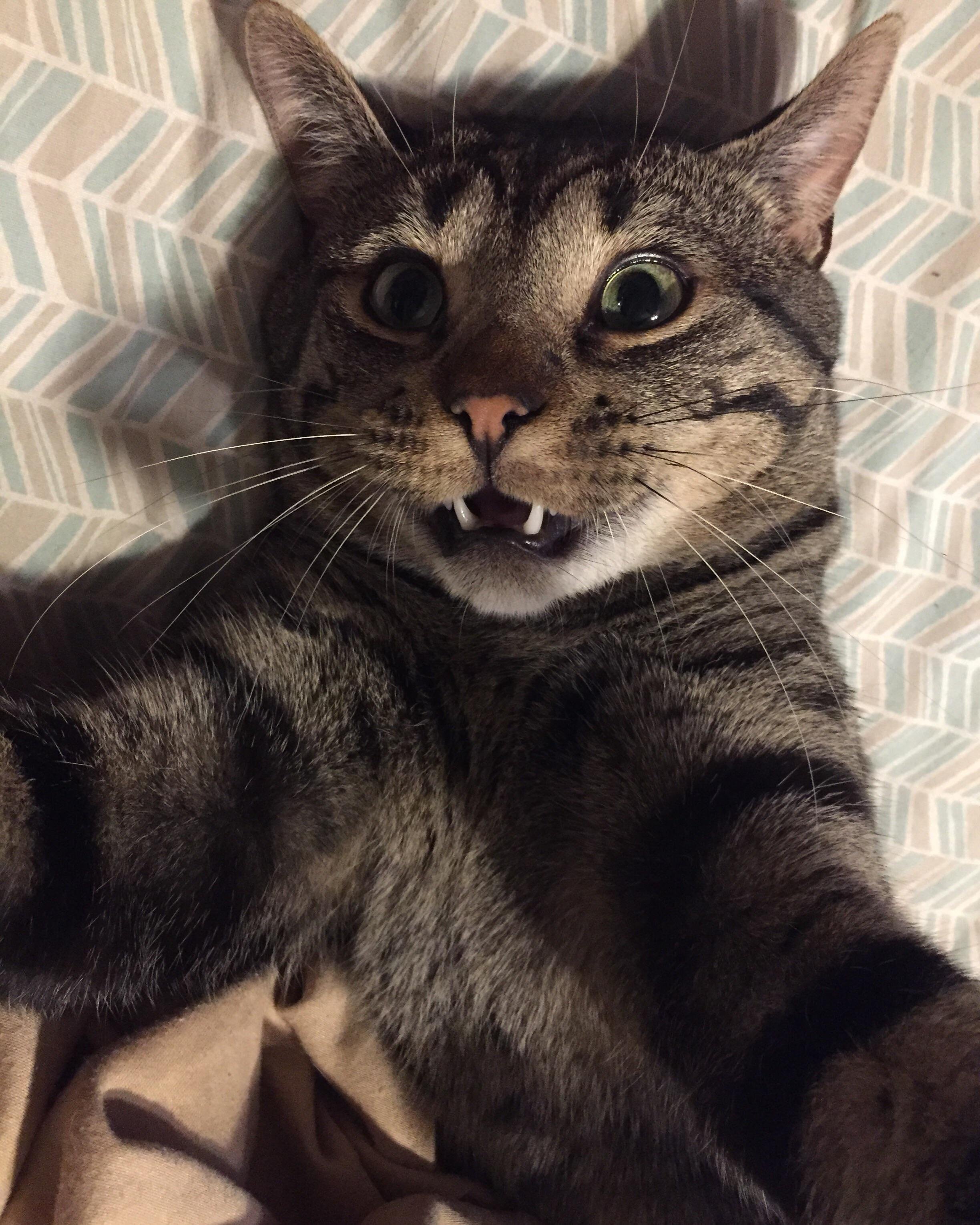 Meow Moe selfie. #Cats #Cat #Kittens #Kitten #Kitty #Pets # Pet #Meow #Moe #CuteCats #CuteCat #CuteKittens #CuteKitten #MeowMoe