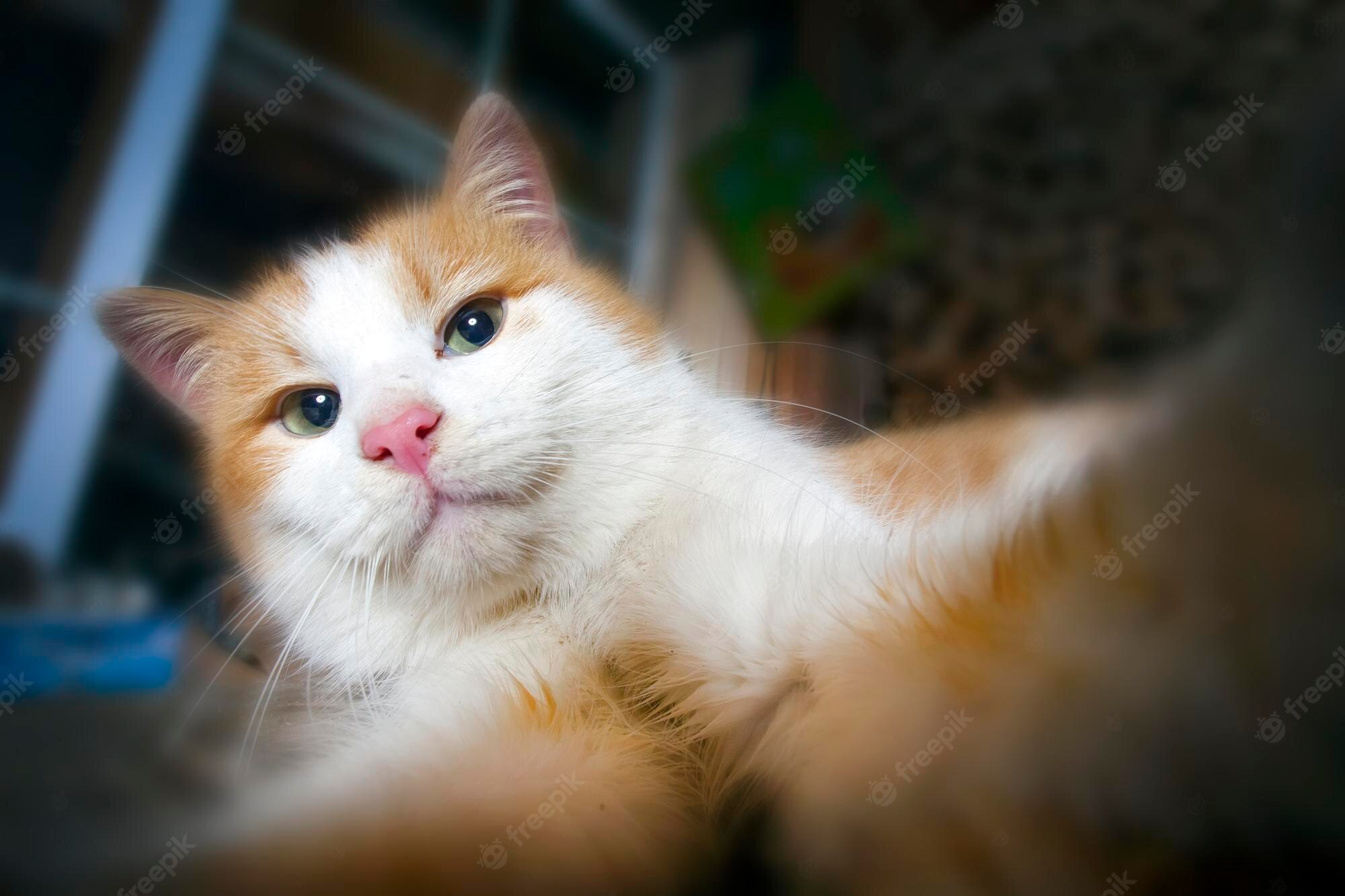 Cat Selfie Image. Free Vectors, & PSD