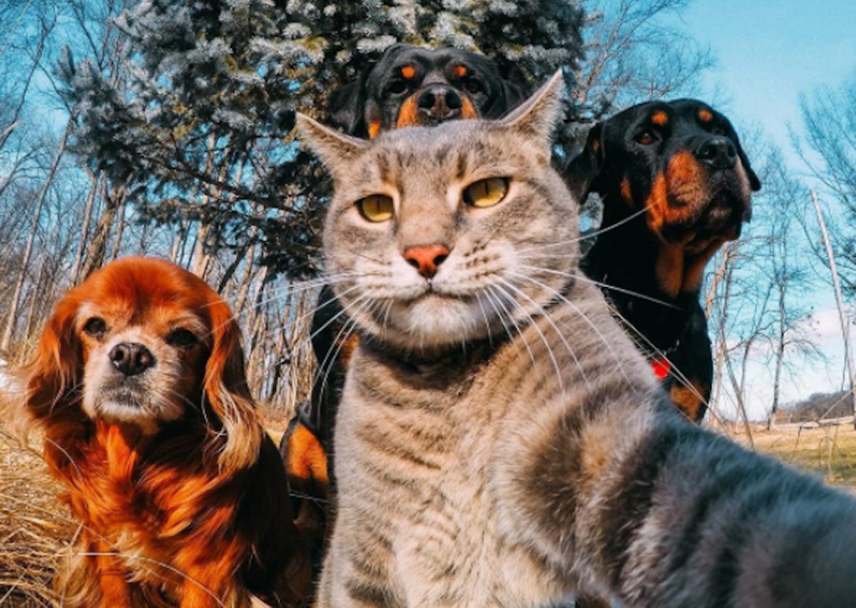 Badass animal GoPro photo