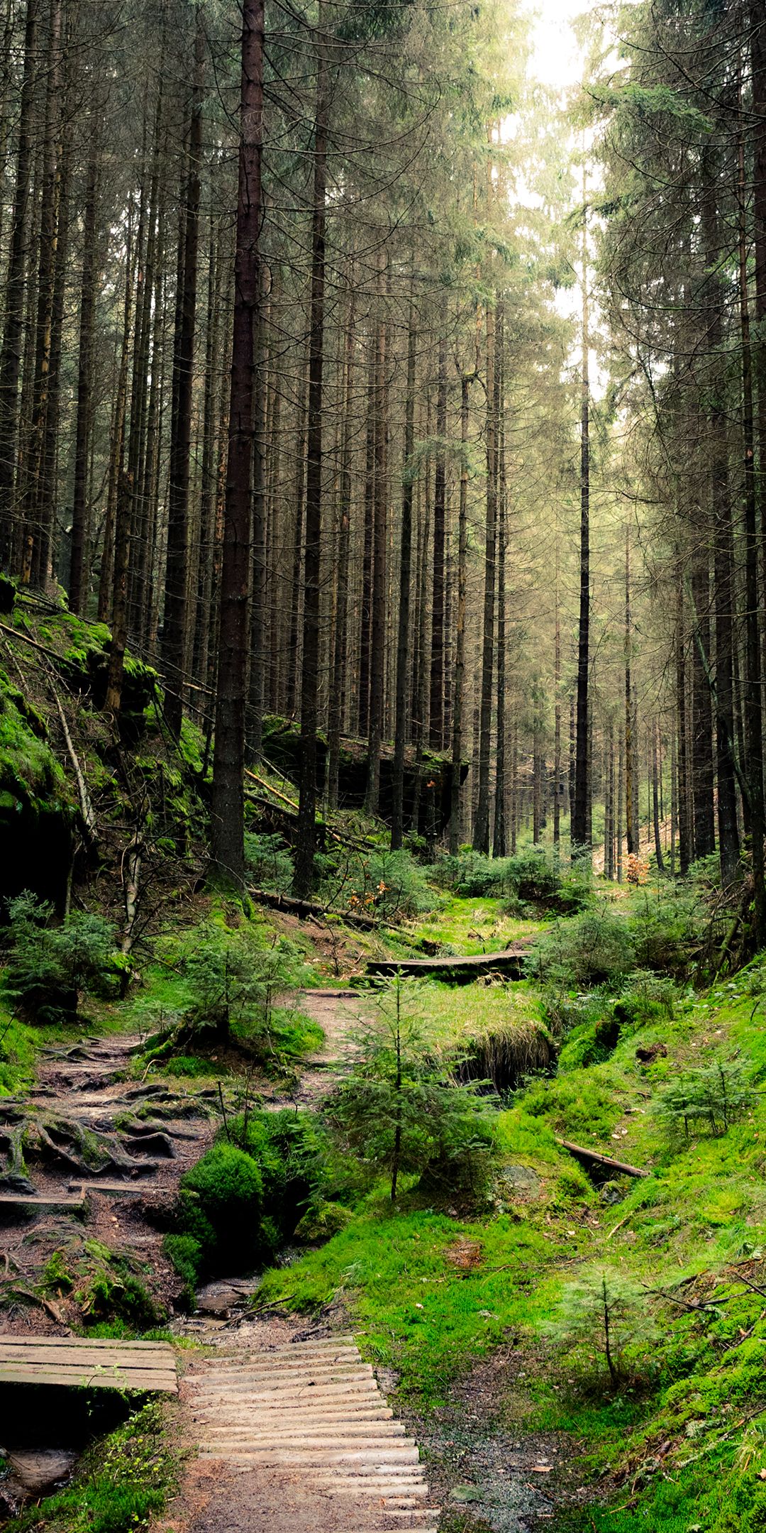 Forest Phone Wallpaper