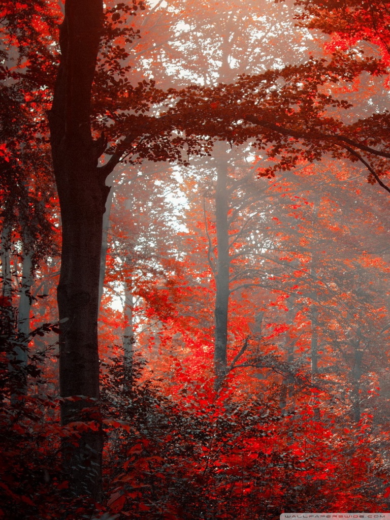 Red Forest Ultra HD Desktop Background Wallpaper for 4K UHD TV, Tablet