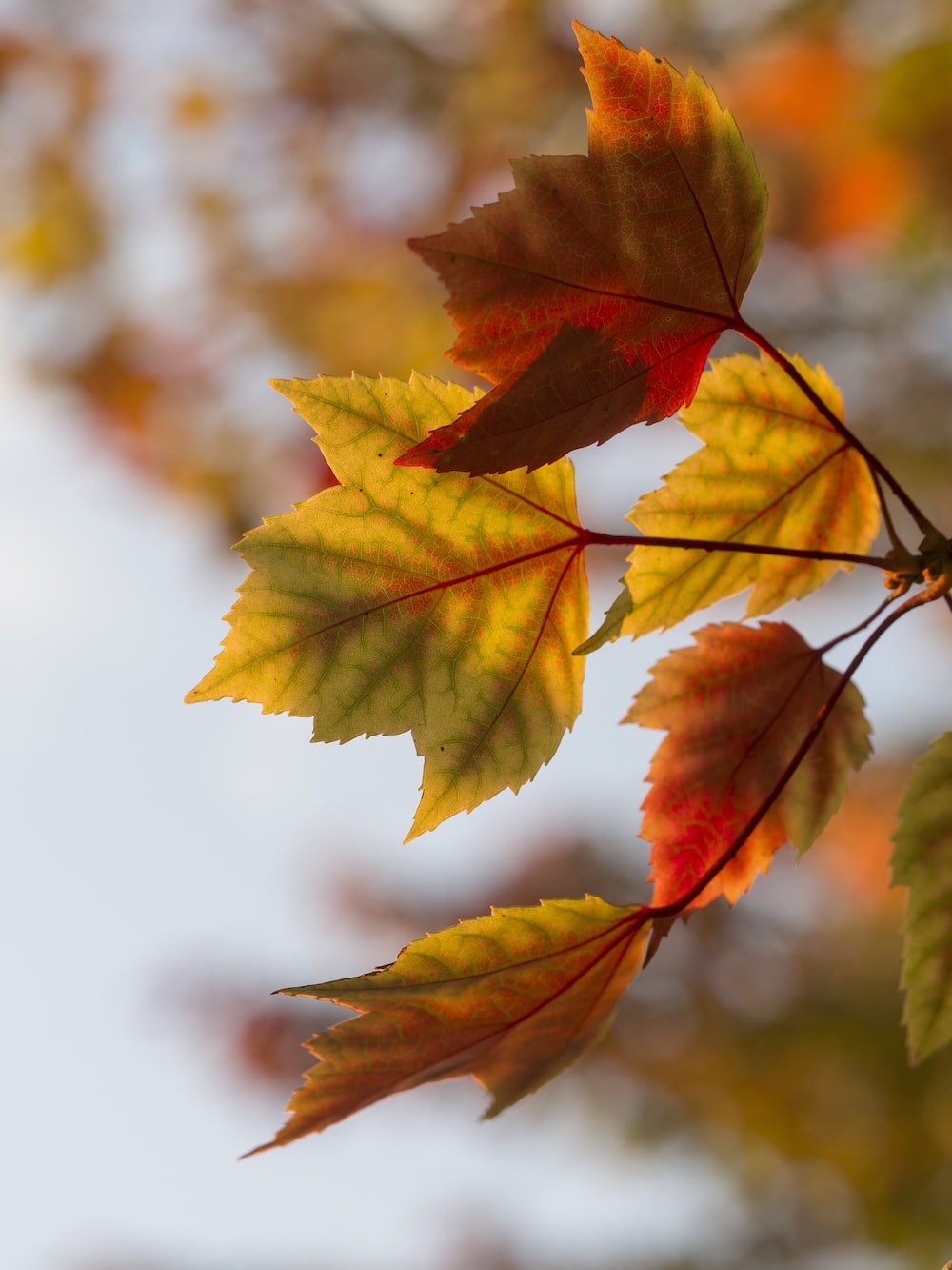 Autumn Image. Download Free Image