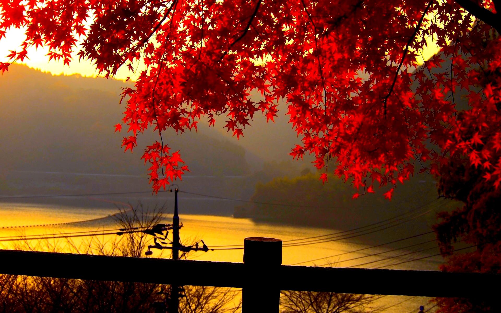 red leaves wallpaper HD
