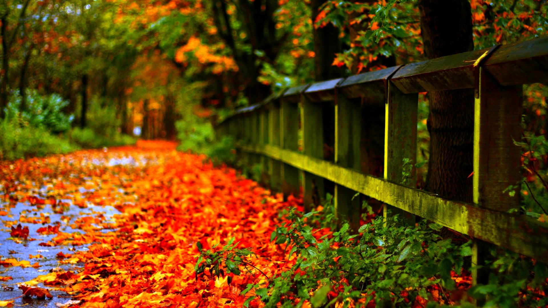 Autumn Leaves Red Wallpaper HD