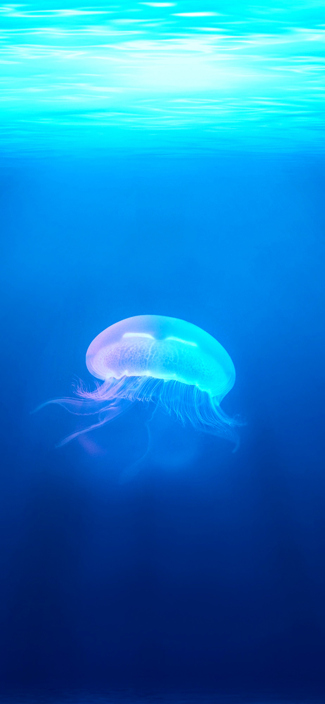iPhone X wallpaper. jellyfish sea ocean water blue animal