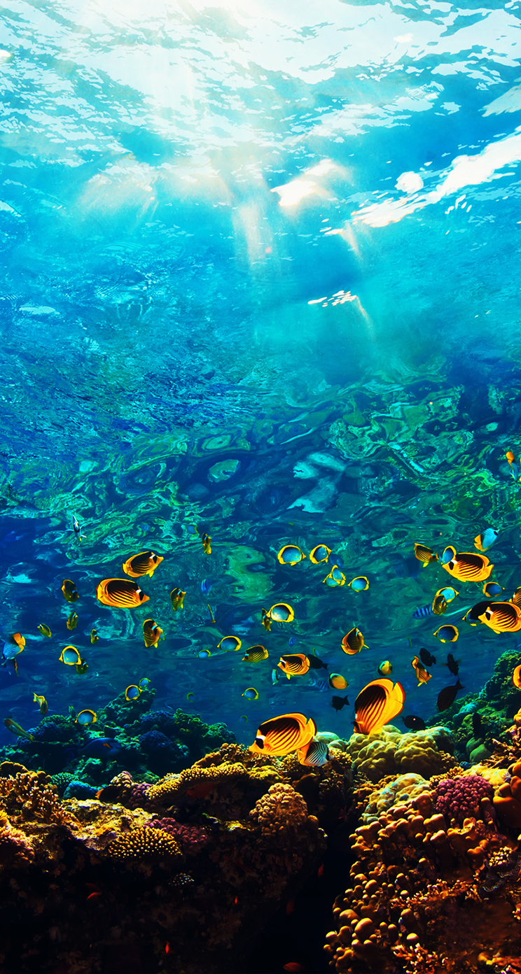 Underwater Ocean iPhone Wallpaper Free Underwater Ocean iPhone Background