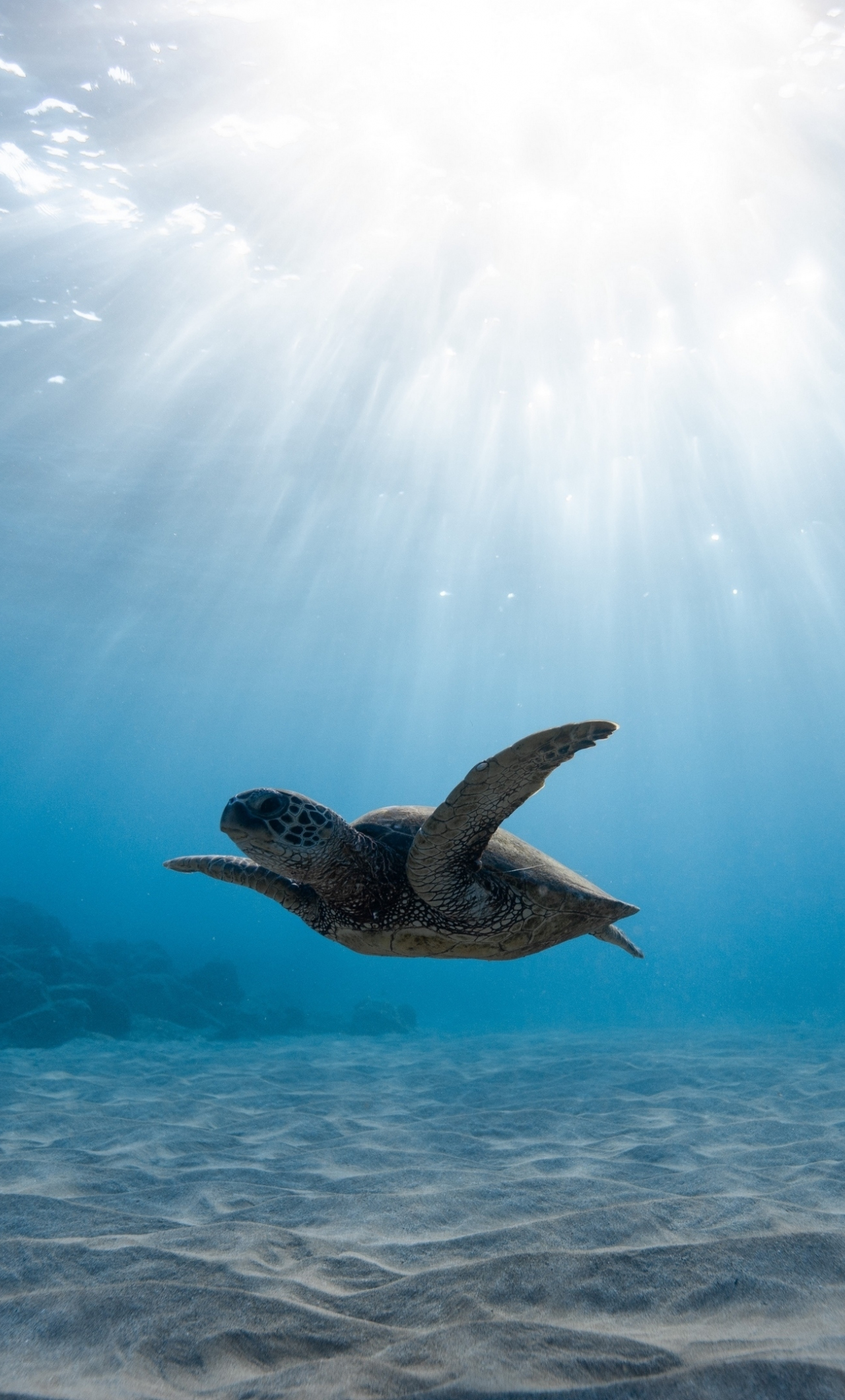 Download underwater life, turtle, blue sea 1280x2120 wallpaper, iphone 6 plus, 1280x2120 HD image, background, 26236