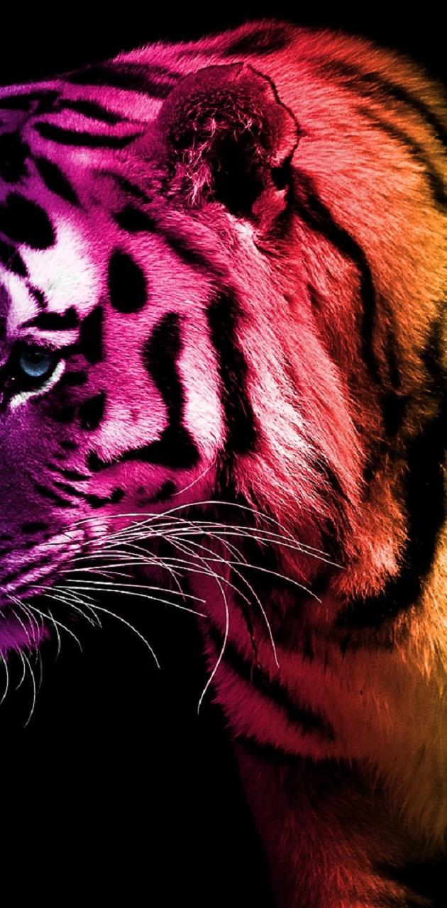 Rainbow Tiger wallpaper