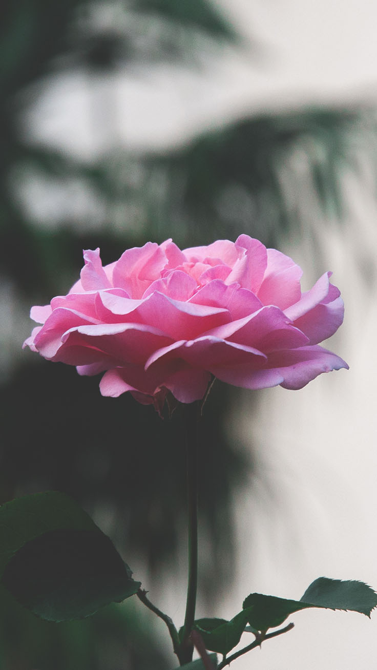 Romantic Roses iPhone X Wallpaper